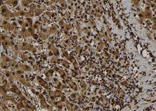PYDC1 Antibody - 1:100 staining human liver tissue by IHC-P. The sample was formaldehyde fixed and a heat mediated antigen retrieval step in citrate buffer was performed. The sample was then blocked and incubated with the antibody for 1.5 hours at 22°C. An HRP conjugated goat anti-rabbit antibody was used as the secondary.