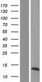 PYDC2 Protein - Western validation with an anti-DDK antibody * L: Control HEK293 lysate R: Over-expression lysate