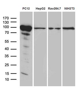 PYGM Antibody - Western blot analysis of extracts. (35ug) from 4 different cell lines by using anti-PYGM monoclonal antibody. (1:500)