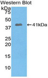 PYGO1 / Pygopus 1 Antibody - Western blot of recombinant PYGO1 / Pygopus 1.  This image was taken for the unconjugated form of this product. Other forms have not been tested.