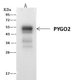 PYGO2 / Pygopus 2 Antibody - PYGO2 was immunoprecipitated using: Lane A: 0.5 mg MCF7 Whole Cell Lysate. 1 uL anti-PYGO2 rabbit polyclonal antibody and 60 ug of Immunomagnetic beads Protein A/G. Primary antibody: Anti-PYGO2 rabbit polyclonal antibody, at 1:500 dilution. Secondary antibody: Clean-Blot IP Detection Reagent (HRP) at 1:1000 dilution. Developed using the ECL technique. Performed under reducing conditions. Predicted band size: 41 kDa. Observed band size: 54 kDa.