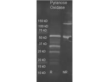 Pyranose Oxidase Antibody - Goat anti Pyranose Oxidase antibody was used to detect pyranose oxidase under reducing (R) and non-reducing (NR) conditions. Reduced samples of purified target proteins contained 4% BME and were boiled for 5 minutes. Samples of ~1ug of protein per lane were run by SDS-PAGE. Protein was transferred to nitrocellulose and probed with 1:3000 dilution of primary antibody (ON 4 C in MB-070). Detection shown was using Dylight 488 conjugated Donkey anti goat .