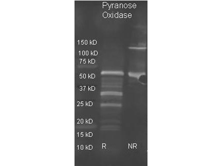 Pyranose Oxidase Antibody - Goat anti Pyranose Oxidase antibody was used to detect pyranose oxidase under reducing (R) and non-reducing (NR) conditions. Reduced samples of purified target proteins contained 4% BME and were boiled for 5 minutes. Samples of ~1ug of protein per lane were run by SDS-PAGE. Protein was transferred to nitrocellulose and probed with 1:3000 dilution of primary antibody. Detection shown was using Dylight 488 conjugated Donkey anti goat. Images were collected using the BioRad VersaDoc System