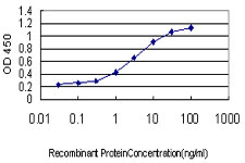Pyrin / MEFV / MEF Antibody - Detection limit for recombinant GST tagged MEFV is approximately 0.1 ng/ml as a capture antibody.