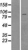 Pyrin / MEFV / MEF Protein - Western validation with an anti-DDK antibody * L: Control HEK293 lysate R: Over-expression lysate