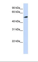 PYROXD2 Antibody - Jurkat cell lysate. Antibody concentration: 1.0 ug/ml. Gel concentration: 12%.  This image was taken for the unconjugated form of this product. Other forms have not been tested.