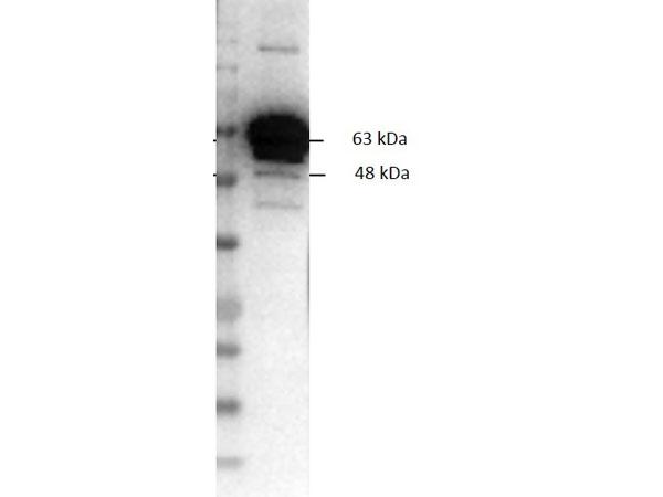 Pyruvate Kinase Antibody - Western Blot of Goat Anti-Pyruvate Kinase Biotin Conjugate. Lane 1: Opal Prestain Molecular Weight Marker. Lane 2: 50ng of Pyruvate Kinase. Primary Antibody: Goat Anti-Pyruvate Kinase Biotin at 1ug/mL o/n @ 4C. Secondary Antibody: Streptavidin-HRP: Sat 1:40,000 for 30 min at RT.
