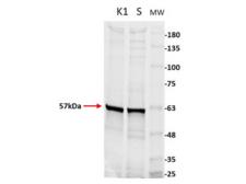 Pyruvate Kinase Antibody - Western Blot of Goat Anti-Pyruvate Kinase Antibody. Lane 1: CHO K1 Lysate 10µg. Lane 2: CHO S Lysate 10µg. Lane 3: Opal Pre-stained Molecular Weight Marker  Primary Antibody: Goat Anti-Pyruvate Kinase at 1:50 overnight at 2-8°C. Secondary Antibody: Donkey Anti-Goat IgG CY5 conjugate at 1:10,000 for 30 mins at RT. Expect: ~57kDa.