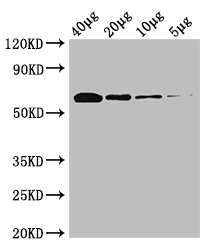 Pyruvate Oxidase Antibody - Western Blot Positive WB detected in: Rosseta bacteria lysate at 40µg, 20µg, 10µg, 5µg All lanes: poxB antibody at 0.25µg/ml Secondary Goat polyclonal to rabbit IgG at 1/50000 dilution Predicted band size: 63 kDa Observed band size: 63 kDa
