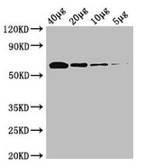 Pyruvate Oxidase Antibody - Western Blot Positive WB detected in: Rosseta bacteria lysate at 40µg, 20µg, 10µg, 5µg All lanes: poxB antibody at 0.25µg/ml Secondary Goat polyclonal to rabbit IgG at 1/50000 dilution Predicted band size: 63 kDa Observed band size: 63 kDa