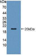 PZP Antibody - Western Blot; Sample: Recombinant PZP, Human.