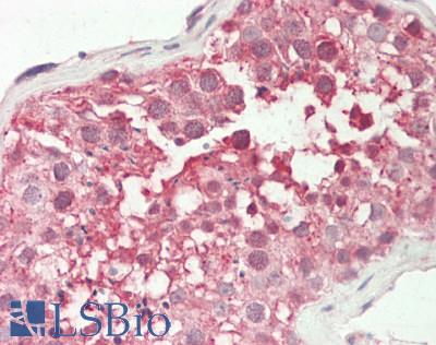 PZP Antibody - Human Testis: Formalin-Fixed, Paraffin-Embedded (FFPE).  This image was taken for the unconjugated form of this product. Other forms have not been tested.