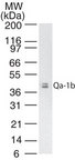 Qa-1b Antibody - Western blot of Qa-1b in mouse thymus tissue lysate using MonoclonalAntibody to Qa-1b at 2 ug/ml.