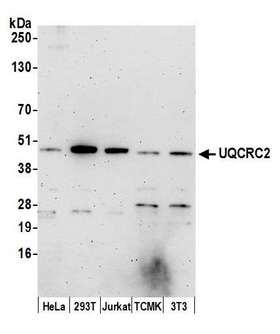 QCR2 / UQCRC2 Antibody - Detection of human and mouse UQCRC2 by western blot. Samples: Whole cell lysate (15 µg) from HeLa, HEK293T, Jurkat, mouse TCMK-1, and mouse NIH 3T3 cells prepared using NETN lysis buffer. Antibody: Affinity purified rabbit anti-UQCRC2 antibody used for WB at 0.1 µg/ml. Detection: Chemiluminescence with an exposure time of 3 minutes.