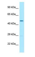 QCR2 / UQCRC2 Antibody - QCR2 / UQCRC2 antibody Western Blot of Fetal Lung.  This image was taken for the unconjugated form of this product. Other forms have not been tested.