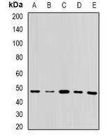 QCR2 / UQCRC2 Antibody - Western blot analysis of UQCRC2 expression in MCF7 (A); HepG2 (B); mouse brain (C); mouse liver (D); rat testis (E) whole cell lysates.