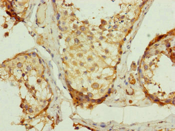 QCR2 / UQCRC2 Antibody - Immunohistochemistry of paraffin-embedded human testis tissue at dilution of 1:100