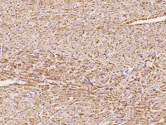 QCR2 / UQCRC2 Antibody - Immunochemical staining of human UQCRC2 in cynomolgus heart with rabbit polyclonal antibody at 1:100 dilution, formalin-fixed paraffin embedded sections.