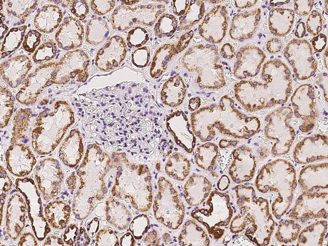 QCR2 / UQCRC2 Antibody - Immunochemical staining of human UQCRC2 in human kidney with rabbit polyclonal antibody at 1:100 dilution, formalin-fixed paraffin embedded sections.