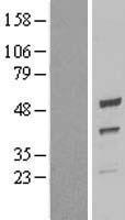 QCR2 / UQCRC2 Protein - Western validation with an anti-DDK antibody * L: Control HEK293 lysate R: Over-expression lysate