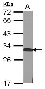 QDPR / DHPR Antibody - Sample (50 ug of whole cell lysate) A: mouse Liver 12% SDS PAGE QDPR antibody diluted at 1:1000