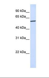 QIP1 / KPNA4 Antibody - Hela cell lysate. Antibody concentration: 1.0 ug/ml. Gel concentration: 12%.  This image was taken for the unconjugated form of this product. Other forms have not been tested.