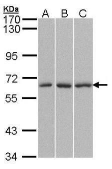 QIP1 / KPNA4 Antibody - Sample (30 ug of whole cell lysate). A:293T, B: HepG2, C: Molt-4 . 7.5% SDS PAGE. QIP1 / KPNA4 antibody diluted at 1:1500.