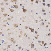 QIP1 / KPNA4 Antibody - Immunohistochemistry of paraffin-embedded rat brain tissue.
