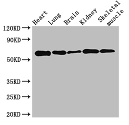 QIP1 / KPNA4 Antibody - Positive WB detected in:Mouse heart tissue,Mouse lung tissue,Mouse brain tissue,Mouse kidney tissue,Mouse skeletal muscle tissue;All lanes:KPNA4 antibody at 3.5ug/ml;Secondary;Goat polyclonal to rabbit IgG at 1/50000 dilution;Predicted band size: 58 kDa;Observed band size: 58 kDa;