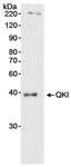 QKI Antibody - Detection of Human QKI by Western Blot. Sample: Nuclear extract (20 ug) from HeLa cells. Antibody: Affinity purified rabbit anti-QKI antibody used at 0.2 ug/ml. Detection: Chemiluminescence with an exposure time of 15 minutes.