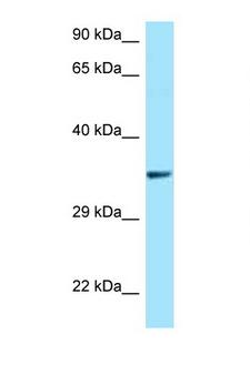QKI Antibody - QKI antibody Western blot of HeLa Cell lysate. Antibody concentration 1 ug/ml.  This image was taken for the unconjugated form of this product. Other forms have not been tested.
