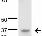 QKI Antibody - Detection of QKI-5 in rat brain lysate with Pan-QKI Monoclonal Antibody at 5ug/ml.