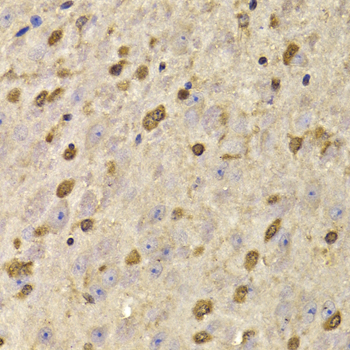 QKI Antibody - Immunohistochemistry of paraffin-embedded mouse brain tissue.