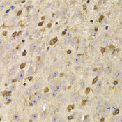 QKI Antibody - Immunohistochemistry of paraffin-embedded mouse brain tissue.
