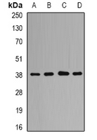 QKI Antibody - Western blot analysis of QKI expression in HL60 (A); HeLa (B); mouse brain (C); rat liver (D) whole cell lysates.