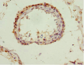 QKI Antibody - Immunohistochemistry of paraffin-embedded human testis at dilution 1:100