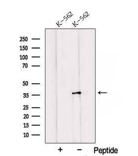 QKI Antibody