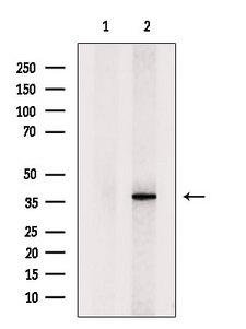 QKI Antibody