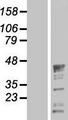 QKI Protein - Western validation with an anti-DDK antibody * L: Control HEK293 lysate R: Over-expression lysate