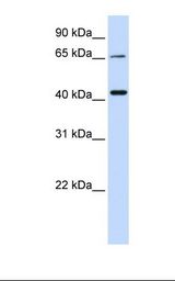 QPCTL Antibody - 721_B cell lysate. Antibody concentration: 1.0 ug/ml. Gel concentration: 12%.  This image was taken for the unconjugated form of this product. Other forms have not been tested.
