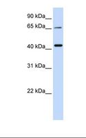 QPCTL Antibody - 721_B cell lysate. Antibody concentration: 1.0 ug/ml. Gel concentration: 12%.  This image was taken for the unconjugated form of this product. Other forms have not been tested.