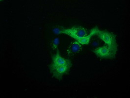 QPRT Antibody - Anti-QPRT mouse monoclonal antibody  immunofluorescent staining of COS7 cells transiently transfected by pCMV6-ENTRY QPRT.