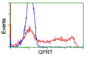 QPRT Antibody - HEK293T cells transfected with either overexpress plasmid (Red) or empty vector control plasmid (Blue) were immunostained by anti-QPRT antibody, and then analyzed by flow cytometry.
