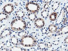 QPRT Antibody - Immunohistochemical staining of paraffin-embedded Human Kidney tissue using anti-QPRT mouse monoclonal antibody.