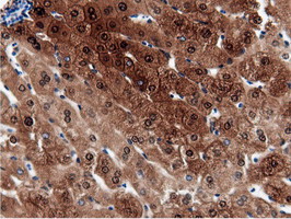 QPRT Antibody - IHC of paraffin-embedded Human liver tissue using anti-QPRT mouse monoclonal antibody.