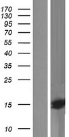 QRFP Protein - Western validation with an anti-DDK antibody * L: Control HEK293 lysate R: Over-expression lysate