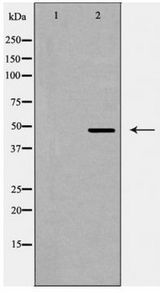 QRFPR / GPR103 Antibody - Western blot of GPR103 expression in LOVO cells