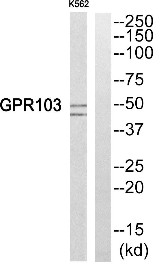 QRFPR / GPR103 Antibody - Western blot analysis of extracts from K652 cells, using GPR103 antibody.