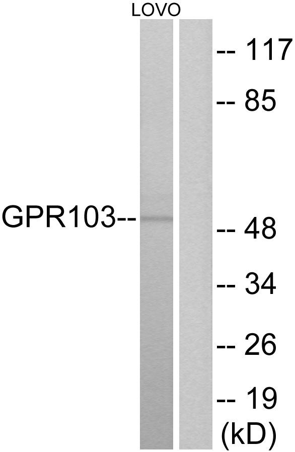 QRFPR / GPR103 Antibody - Western blot analysis of extracts from LOVO cells, using GPR103 antibody.