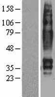 QRFPR / GPR103 Protein - Western validation with an anti-DDK antibody * L: Control HEK293 lysate R: Over-expression lysate